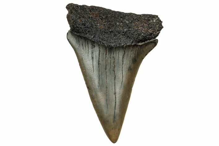 Fossil Broad-Toothed Mako Tooth - South Carolina #328958